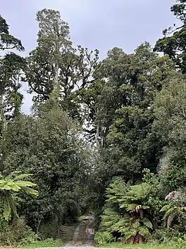 a road and gate entering tall forest