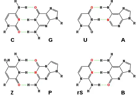 Hachimoji RNA