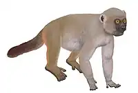 A giant lemur walks on all four feet, with a dark tail held low. The head has a short snout (for a lemur).