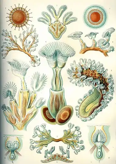 Image 23Bryozoa, from Ernst Haeckel's Kunstformen der Natur, 1904 (from Marine invertebrates)