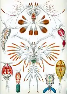 Image 18Copepods, from Ernst Haeckel's 1904 work Kunstformen der Natur (from Crustacean)