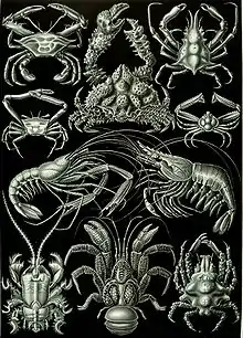 Image 20Decapods, from Ernst Haeckel's 1904 work Kunstformen der Natur (from Crustacean)