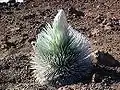 Flower head bud, Haleakalā National Park