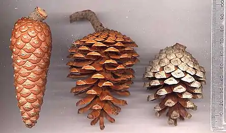 Cones