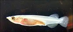 Image 60Halfbeak as larvae are one of the organisms adapted to the unique properties of the microlayer (from Marine habitat)