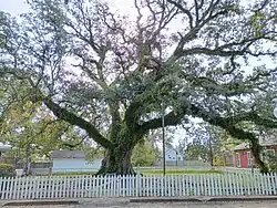 The Hammond Oak, located in the 500 block of East Charles Street: The grave of founder Peter av Hammerdal (Peter Hammond) is under this tree, along with the graves of several family members and enslaved people.