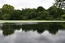 A pond on Hampstead Heath, the largest open space maintained by the council