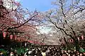 Hanami in Ueno Park