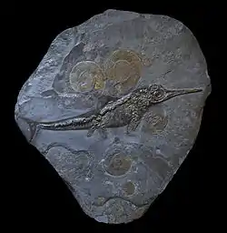 Ammonite & ichthyosaur fossil in same rock