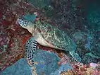 Green sea turtle.