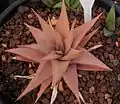 The smooth, slender-leaved "ubomboensis" variety, from the Ubombo mountains, Swaziland.