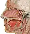 Head lateral gr petrosal nerve