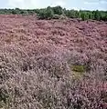 Heath near Mantinge