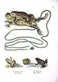 Bufo spp. from "Naturgeschichte und Abbildungen Der Reptilien"