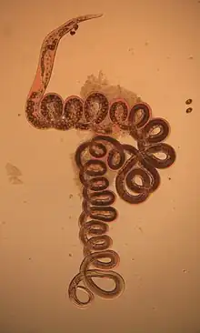 A microscopic looping brown worm-like nematode