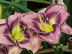 Daylily - Hemerocallis fulva