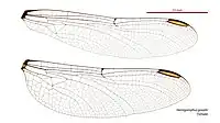 Female wings