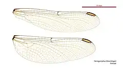 Female wings