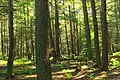 Hemlocks near Nescopeck Creek