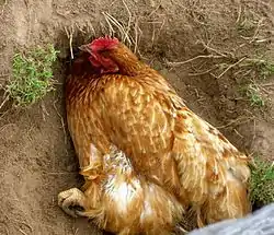 Dustbathing by a hen