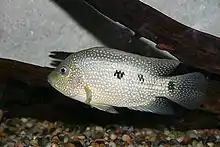 The Texas cichlid (Herichthys cyanoguttatus) is the only cichlid native to the United States.