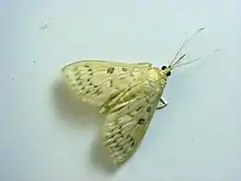 Herpetogramma sp.