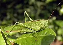 Female Tettigonia viridissima