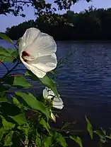 White flower