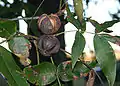 Ripe hickory nuts ready to fall