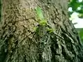 Hierodula patellifera preying on cicada