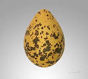 EggMHNT