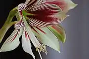 Hippeastrum papilio