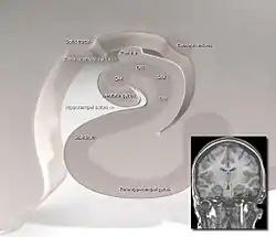 Coronal section of hippocampus. Parahippocampal gyrus labelled at bottom.