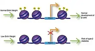 PDX1 is an essential transcription factor for proper development and function of pancreatic beta cells.  Poor maternal nutrition is linked to intrauterine growth restriction (IUGR) and low birth weight, and can result in decreased expression of PDX1 through decreased histone acetylation at the PDX1 proximal promoter.  Reduced expression of PDX1 may result in improper formation of beta cells and increase the risk of type-2 diabetes in the offspring.