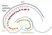 Migration of cells to the CA1 (red), CA3 (orange), and dentate gyrus (green).