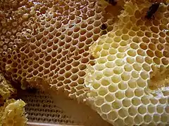 Honeycomb