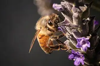 Honeybee on Lavender