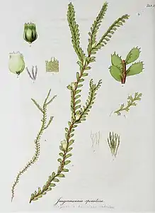 illustration of plant species