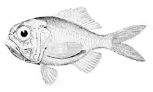 Silver roughy Hoplostethus mediterraneus