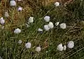 Cotton grass