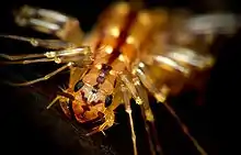 Image 31The head of Scutigera coleoptrata, showing antennae, compound eyes and mouthparts (from Myriapoda)