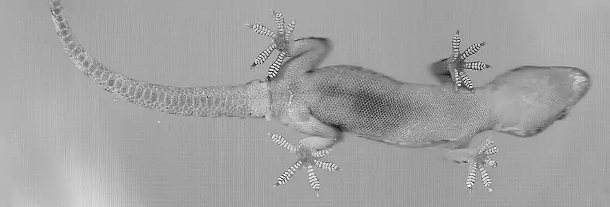 Scan of the ventral side of a Mediterranean house gecko, showing details of skin and toepads