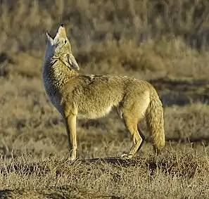 Coyote (Canis latrans)