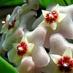 Closeup of flowers