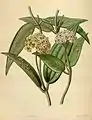 Hoya parasitica