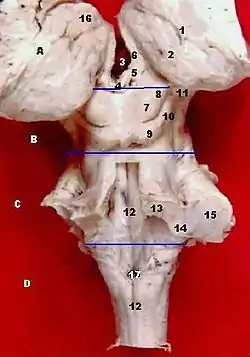 Posterior dissection of brainstem with colliculi visible.