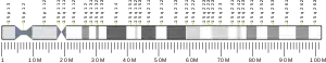 Chromosome 15 (human)