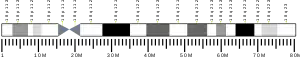 Chromosome 18 (human)