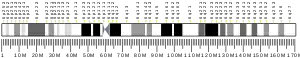 Chromosome 6 (human)