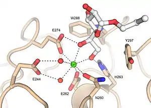 Human intelectin-1 (hIntL-1) ligand binding site with bound allyl-beta-D-galactofuranose. The calcium ion is shown as a green sphere and the ordered water molecules are shown as red spheres.